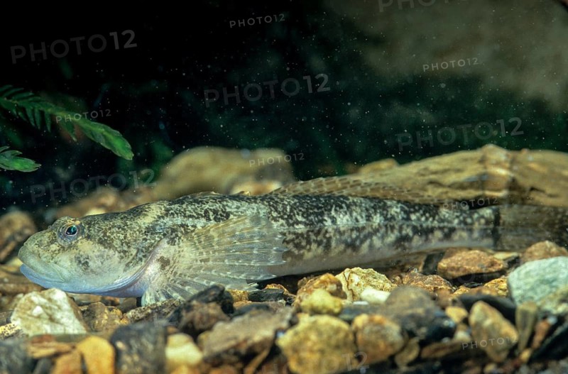 Bullhead, Cottus Gobio, European Bullhead, Millers Thumb, Mühlkoppe, Westgroppe, Common Bullhead, Fish, Fishes, Rivers, Freshwater Sculpin, Pisces