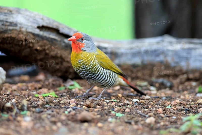 Colourful Astrild (Pytilia melba), adult, male, alert, on the ground, Kruger National Park, South Africa