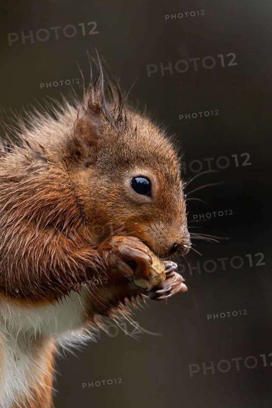 Red squirrel (Sciurus vulgaris) adult animal soaking wet eating a nut, England, United Kingdom