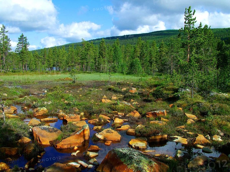Geography, travel, moor, wilderness, Geilo, Norway. Geography, Travel, Wood, Wildernes, Norway, NORWAY
