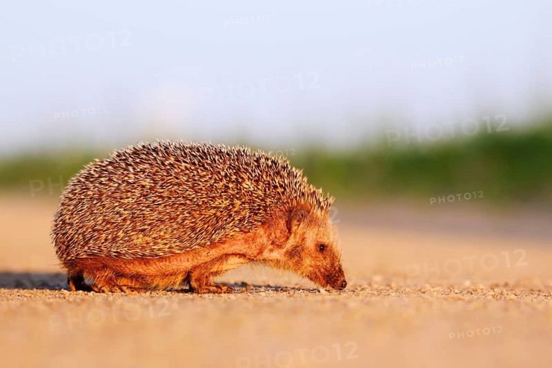 Brown-breasted hedgehog or Western European hedgehog (Erinaceus europaeus) drinking from a puddle, North Rhine-Westphalia, Germany