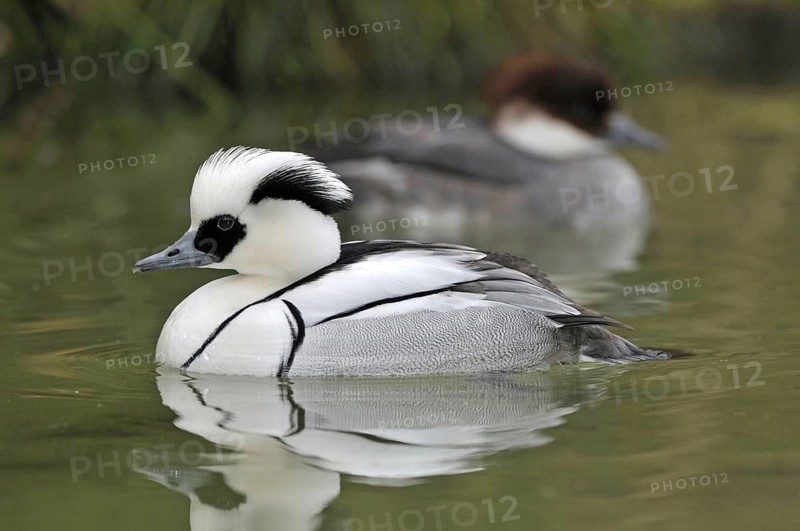 Dwarf Sawer, Mergus Albellus, Smew, Swimming on Lake, Male, Captive