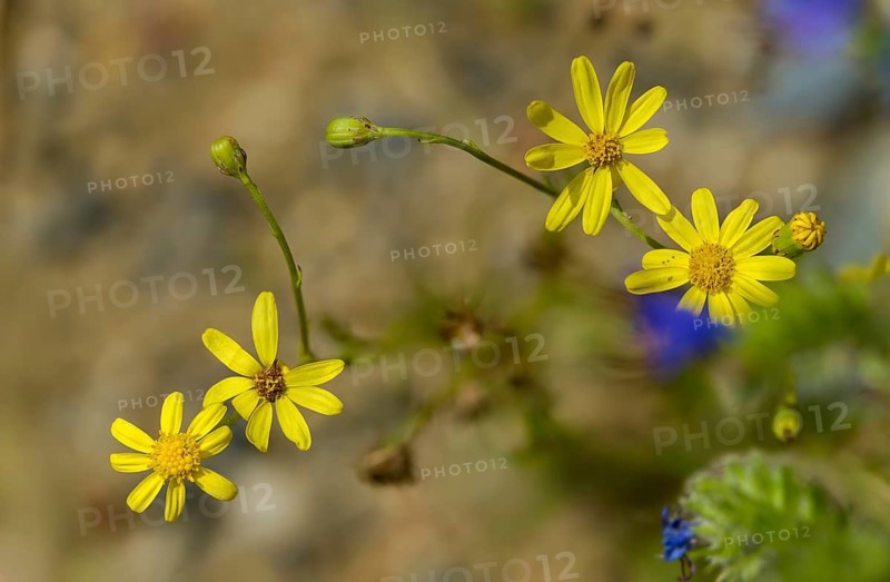 Graywort, neophyte, narrow-leaved ragwort, Senecio inäquidens, South African ragwort, flora, narrow-leaved ragwort, plants, plants