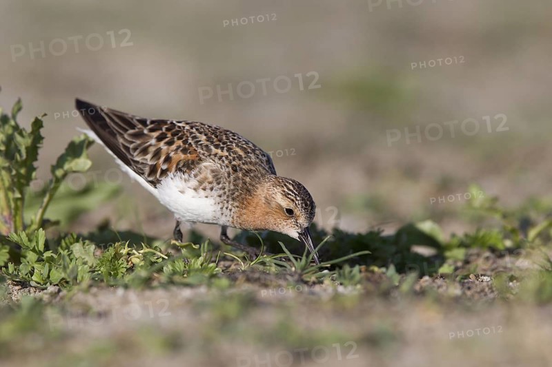 Red-necked Stint (Calidris ruficollis) foraging, Dornod Province, Mongolia
