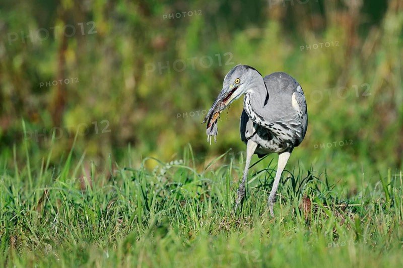 Grey heron (Ardea cinerea) standing in a meadow with a captured field mouse in its beak, North Rhine-Westphalia, Germany