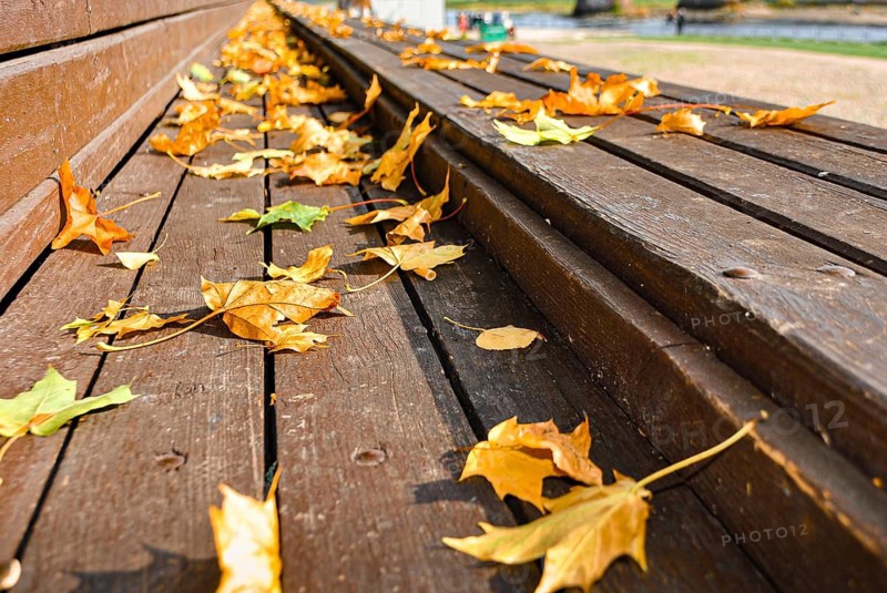 Macro photo of yellow autumn leaves on a wooden bench in the park against the blue sky, selective focus, Fallen autumn leaves in yellow and green scattered on a wooden bench in a park setting, Kaunas, Lithuania
