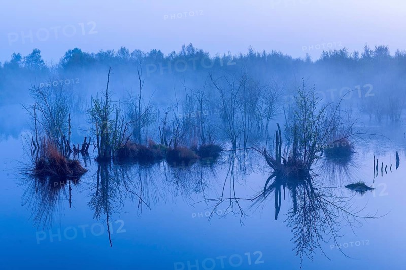 Dawn at blue hour in Neustädter Moor, Wagenfeld, Lower Saxony, Germany