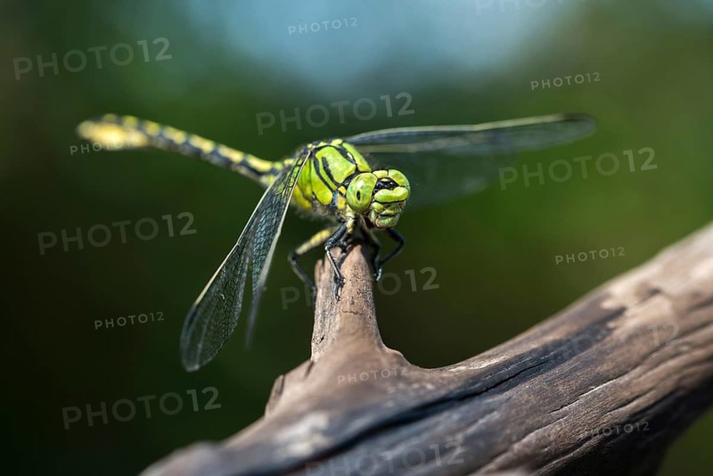 Green culbtail, green snaketail, green wedge, ophiogomphus cecilia, anisoptera, damselflies, dragonflies, insects, dragonflies, odonata