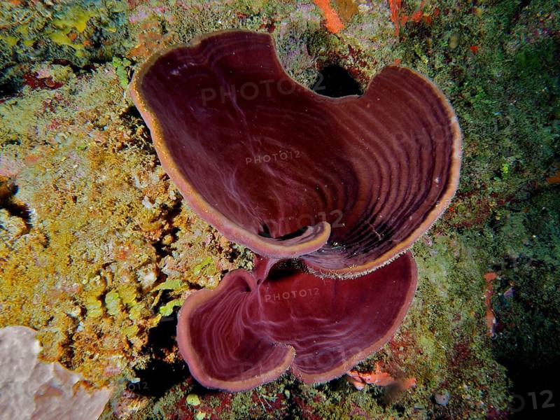 Orange-red ear sponge (Agelas clathrodes), a marine sponge with a unique shape in a colourful underwater environment, Coral Garden dive site, Puerto Viejo de Talamanca, Limón, Costa Rica, Caribbean, Atlantic, Central America