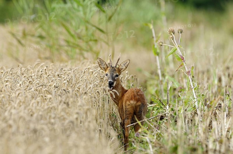 Animals, mammals, deer, fawn, portrait, roebuck, looking out of cornfield
