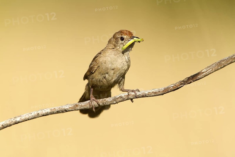 Spinifexbird (Megalurus carteri) with insect prey, Western Australia, Australia