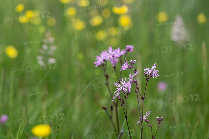 Cuckoo flower (Lychnis flos-cuculi), Emsland, Lower Saxony, Germany