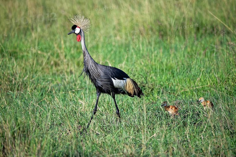 South African crowned cranes (Balearica regulorum) with two-day-old chicks in a marsh, Masai Mara Reserve, Kenya