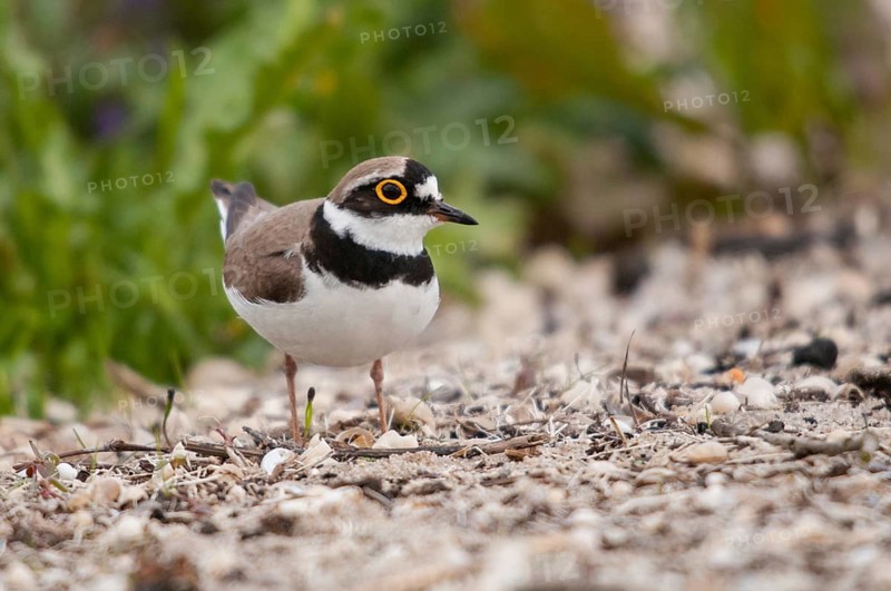 Charadrius dubius, plover, little ringed plover, birds, charadriiformes, limikolen, plower, plover, birds, waders, waders