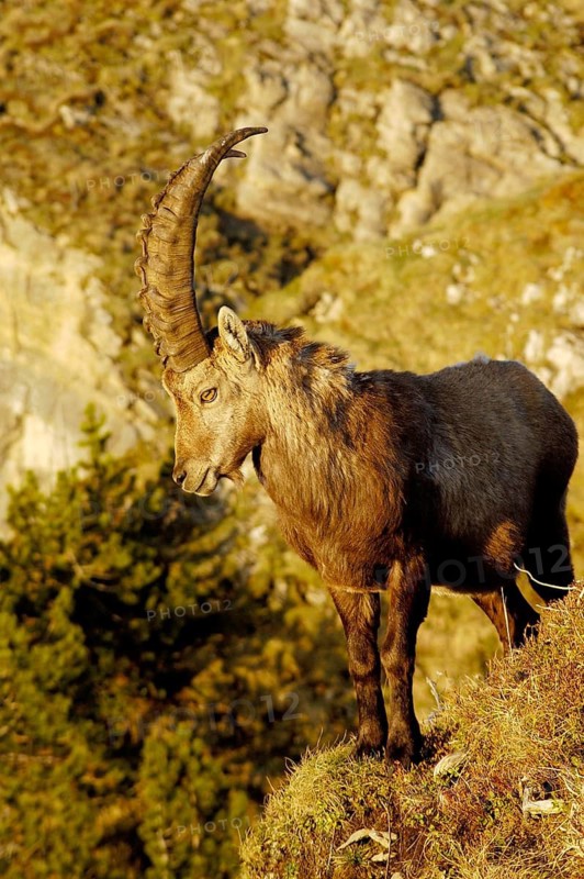 Animals, mammals, alpine ibex, capra ibex, buck standing on a steep slope, Swiss Alps, evening light, Swiss Alps, Switzerland