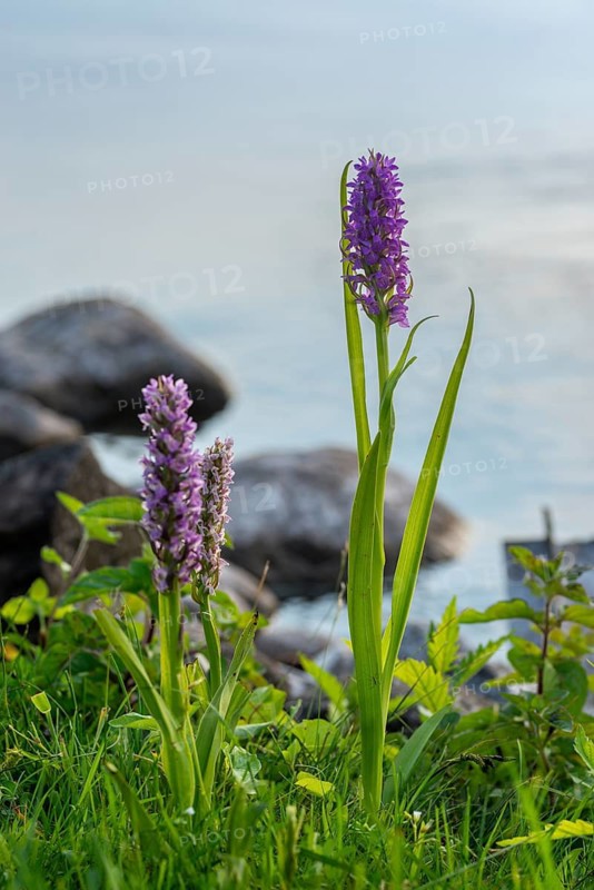 Dactylorhiza incarnata, flesh-colored orchid, orchidaceae, orchids, orchid family, stiff-leaf orchid, early march orchid, flora, high size, portrait, plants, plants