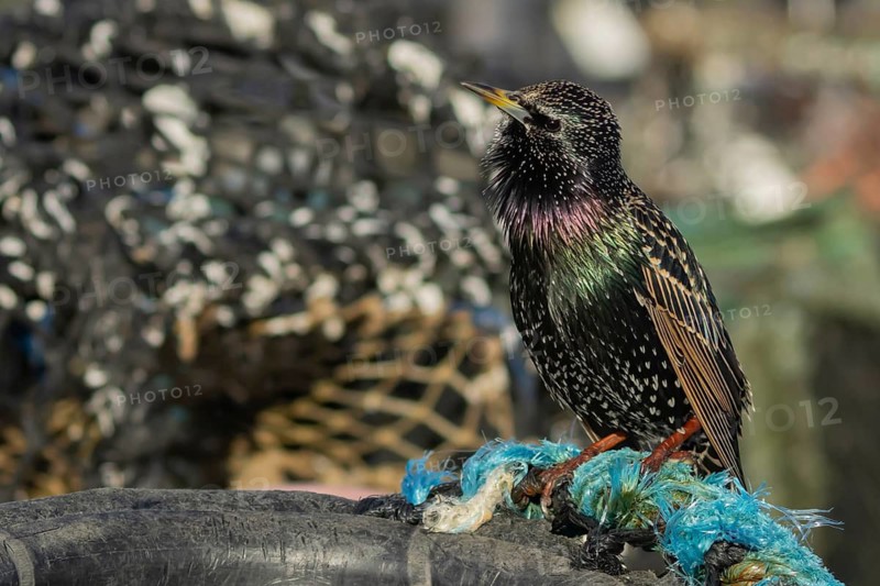European or Common starling (Sturnus vulgaris) adult bird singing on a lobster pot in a harbour, England, United Kingdom