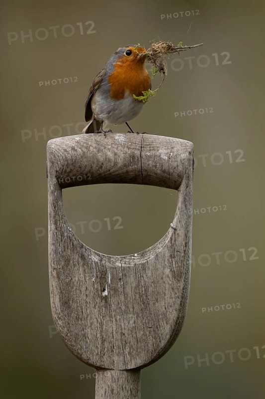 European robin (Erithacus rubecula) adult garden bird with nest material in its beak on a fork handle in springtime, England, United Kingdom