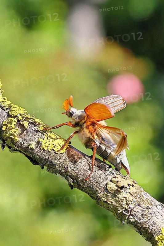Cockchafer, forest cockchafer (Melolontha hippocastani), male with spread-out elytra, on a branch covered in lichen, about to take flight, close-up, Wilnsdorf, North Rhine-Westphalia, Germany