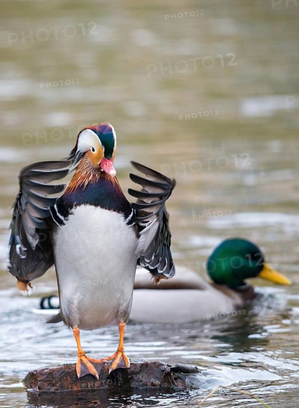 Aix galericulata, mandarin, mandarin duck, anatidae, bath, birds, ducks, ducks, ducks, ducks, male, birds, waterbirds, waterbirds