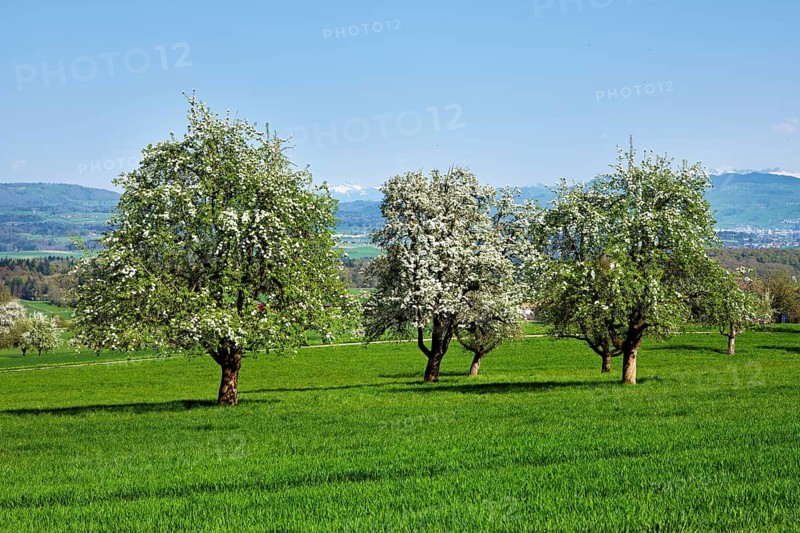 A group of blossoming pear trees, Beinwil, Freiamt, Aargau Canton, Switzerland