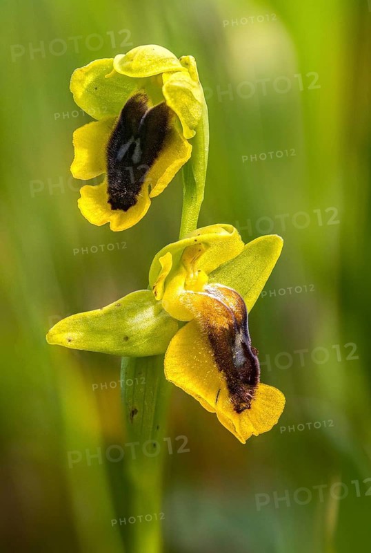 Yellow ragwort, granelli, Italy, ophrys lutea, orchidaceae, orchids, orchid plants, Pantani Cuba and longarini, yellow bee orchid, migratory bird sanctuary Pantani Cuba & longarini, flora, high size, portrait format, Italy, plants, plants, Sicily, foundation for biodiversity