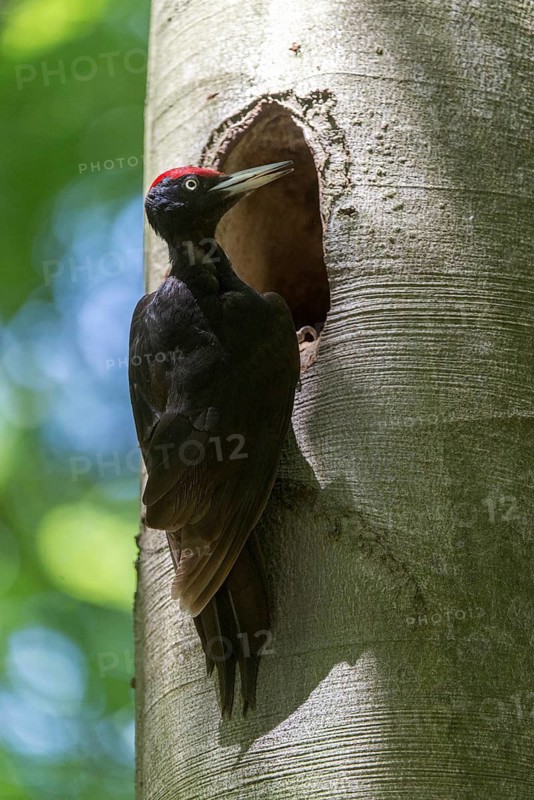 Black Woodpecker, Dryocopus Martius, Black Woodpecker, Birds, High Size, Portrait, Male, Piciform, Woodpecker, Birds, Woodpecker