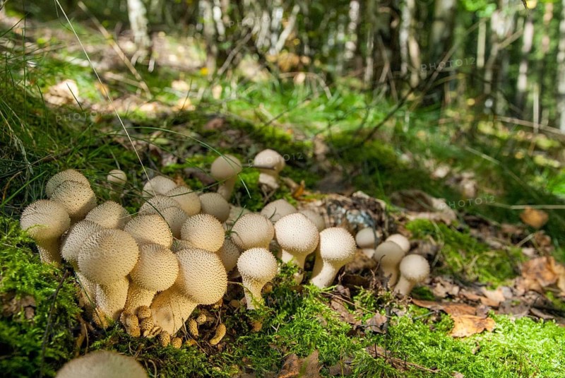 Bottle bovist, bottle dust, lycoperdone perlatum, dust, common puffball, devil's snuff box, fungi, fungus, gem-studded puffball, mushrooms, warted puffball