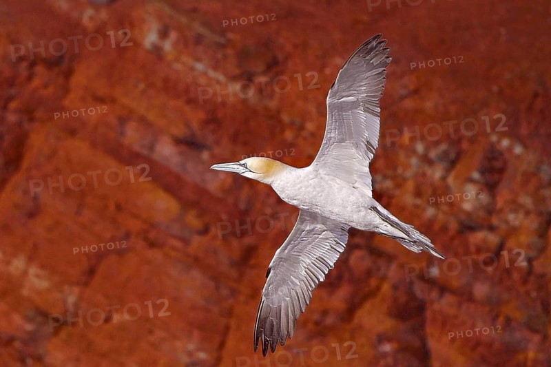 Animals, birds, Heligoland, northern gannet (Morus bassanus, Sula bassana)