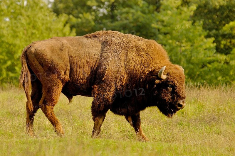 Animals, Mammals, European bison, bull, in the thicket, European bison (Bison bonasus), Animals, Mammals, USA