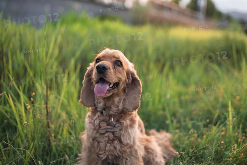 A joyful dog sitting in grass at sunset, a natural and vibrant setting