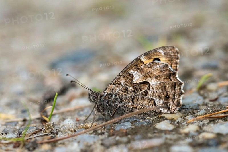Hipparchia alcyone, Hipparchia hermione, rock grayling, butterfly, insects, butterfly, butterflies