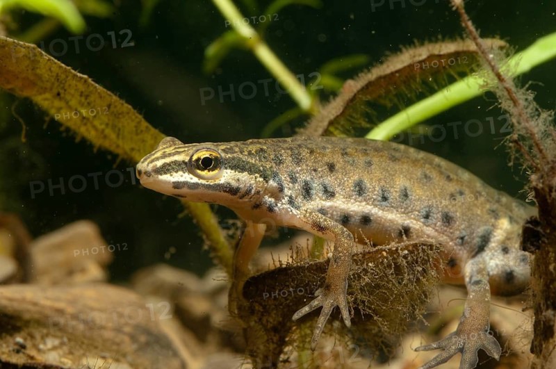 Lissotriton vulgaris meridionalis, southern smooth newt, southern pond newt, amphibians, amphibians, caudata, amphibians, male, newt, tailed amphibians, water newts