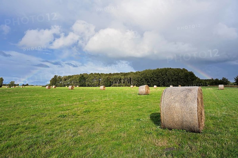Hay bales in a meadow, Mecklenburg-Western Pomerania, Germany