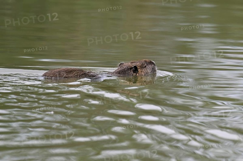 Nutria (Myocastor coypus), swimming in the water, Camargue, southern France, France