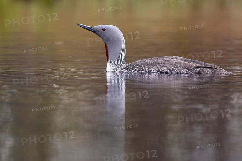 Red-throated diver (Gavia stellata) in breeding plumage on a lake in Sweden, Knuthöjdsmossen, Hällefors, Örebro län, Sweden