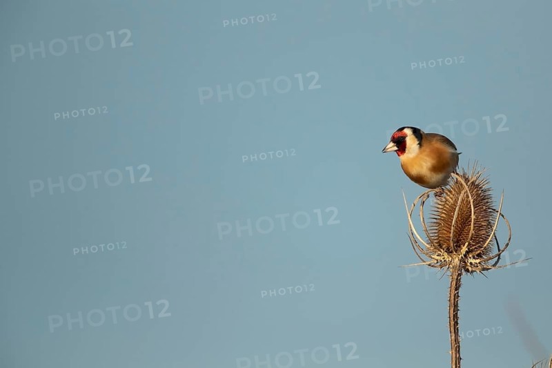 European goldfinch (Carduelis carduelis) adult bird on a Teasel (Dipsacus fullonum) seed head, England, United Kingdom