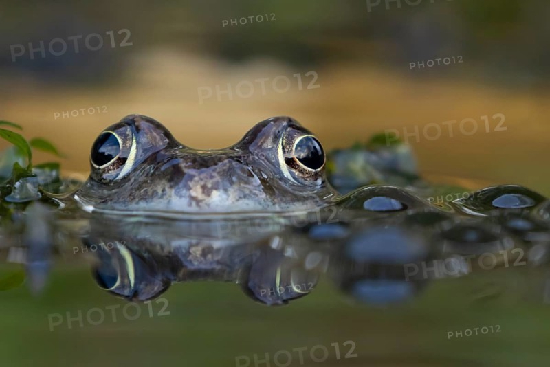 Common frog (Rana temporaria) adult amphibian on the water surface of a garden pond, England, United Kingdom