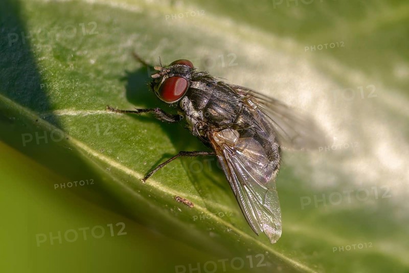 Brachycera, dung fly, dung fly spec., flies, scathophaga spec., scathophagidae, diptera, dung, insects, droppings, dung, two-winged birds