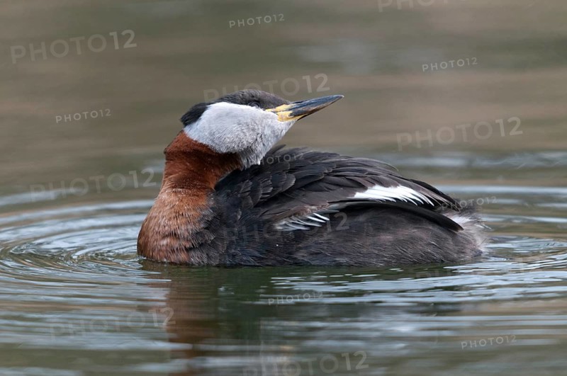 Podiceps grisegena, red-necked grebe, birds, plumage care, grebe, podicipedidae, preening, diver, birds, waterbirds, waterbirds