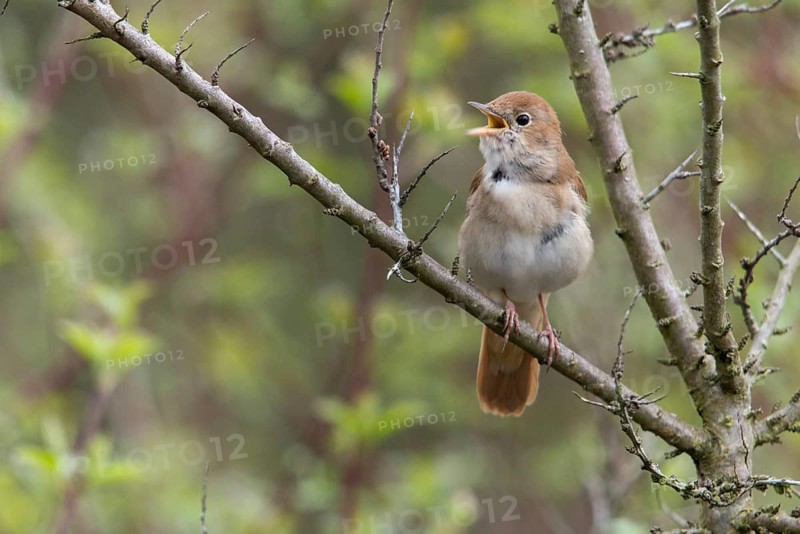 Brandenburg, Germany, Luscinia megarhynchos, Nabu project, nightingale, national natural heritage, natural paradise Grünhaus, nightingale, post-mining landscape, birds, song, green house, passeri, singing, songbirds, birds