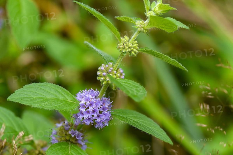 Field mint, field mint, grain mint, field mint, flora, mint, orn mint, plants, wild mint