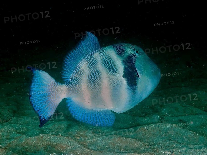 A solitary blue triggerfish, the stone triggerfish (Pseudobalistes naufragium), in dark water on the sandy seabed, at the Cano Island dive site, Uvita, Costa Rica, Pacific Ocean, Central America