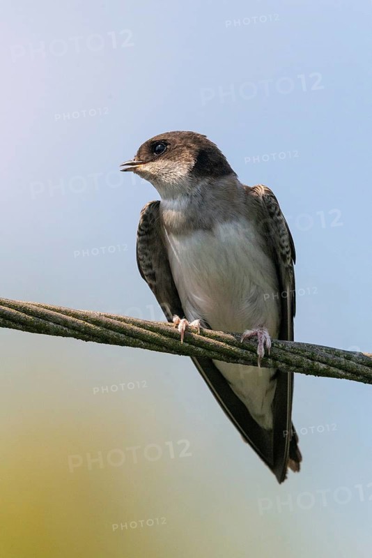Delichon urbica, house martin, house martins, birds, high size, portrait format, passeri, swallows, songbirds, birds