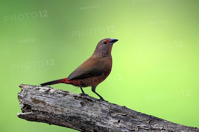 Dark Amaranth (Lagonosticta rubricata), African firefinch, Dark Red Astrid, adult, female, alert, on the lookout, Kruger National Park, South Africa