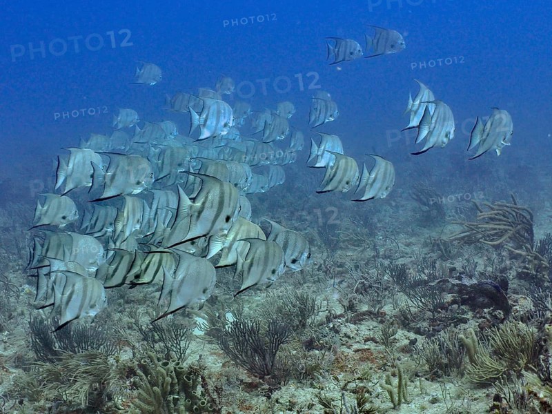 A school of Atlantic spadefish (Chaetodipterus faber) swimming in the clear water at the Breakers dive site, Palm Beach, Florida, USA