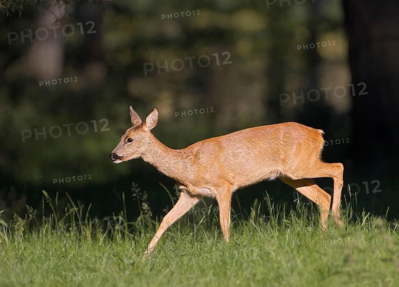 Animals Mammals Deer, Fawn, Roe Deer, Capreolus capreolus