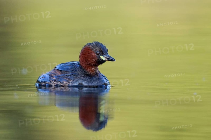 Little Grebe (Tachybaptus ruficollis), North Rhine-Westphalia, Germany