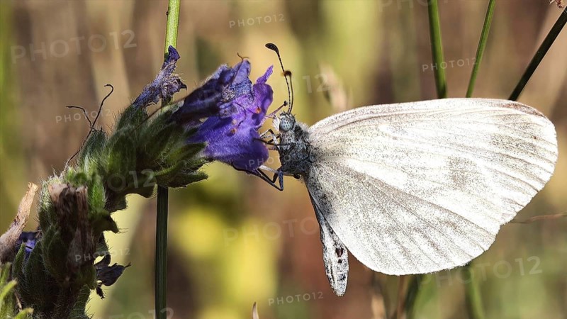 A white butterfly, a narrow-winged white (Leptidea), perched on a purple flower, in a summery setting, Rennsteig, Frankenwald nature park Park, Upper Franconia