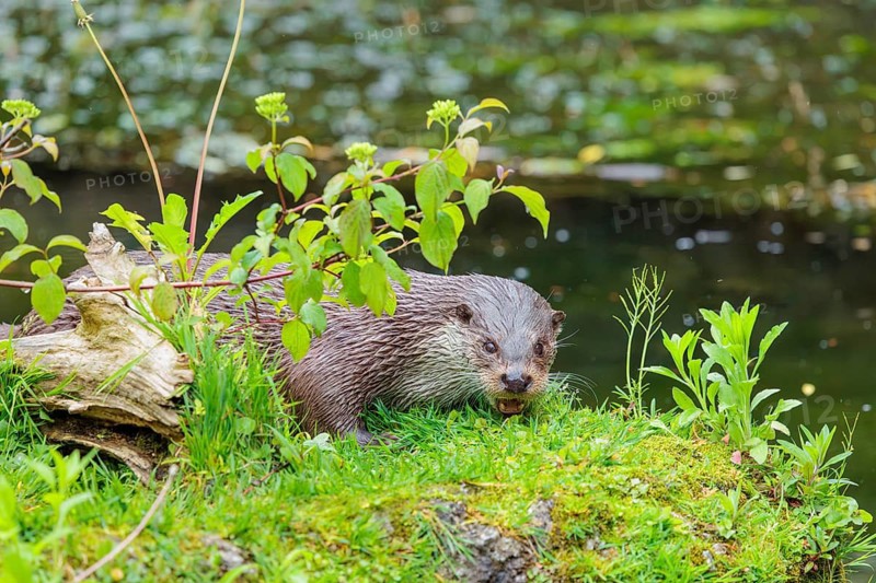 A Eurasian otter (Lutra lutra) lies on the riverbank amid green vegetation on a cloudy day. Czech Republic